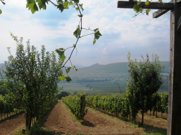 Balaton-Oberland, eine reiche Weingegend