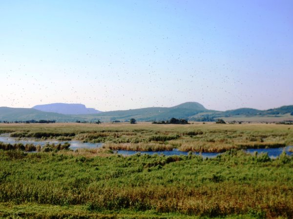Sumpfgebiet im Balaton-Oberland