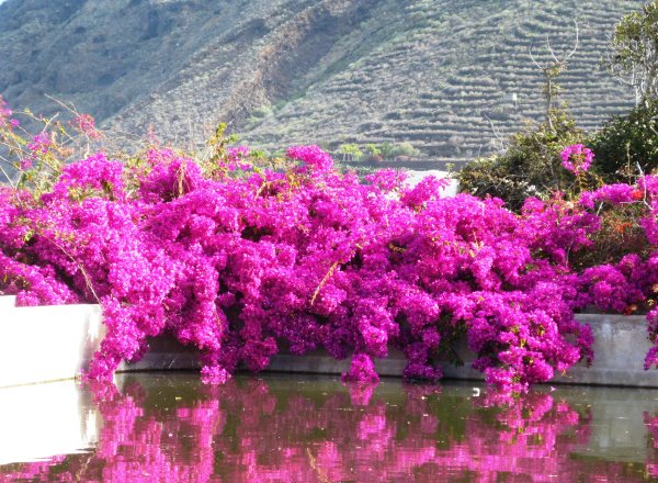 Bougainvillea in La Rincon