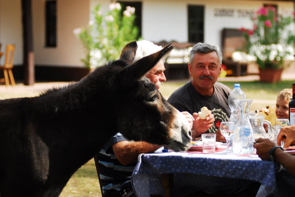 dieser Esel ist kein Vegetarier