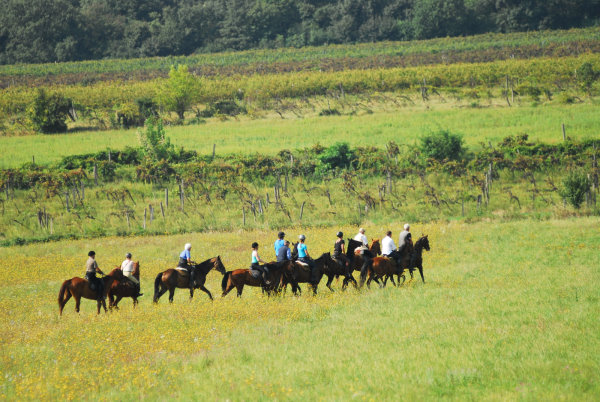 2-im Trab durch die Weingegend