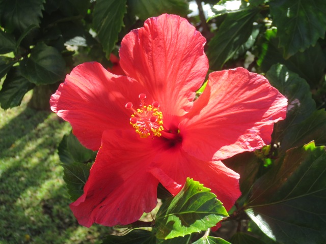 Hibiskus