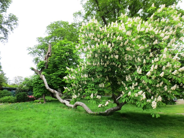 Perth Scone Palace Gardens