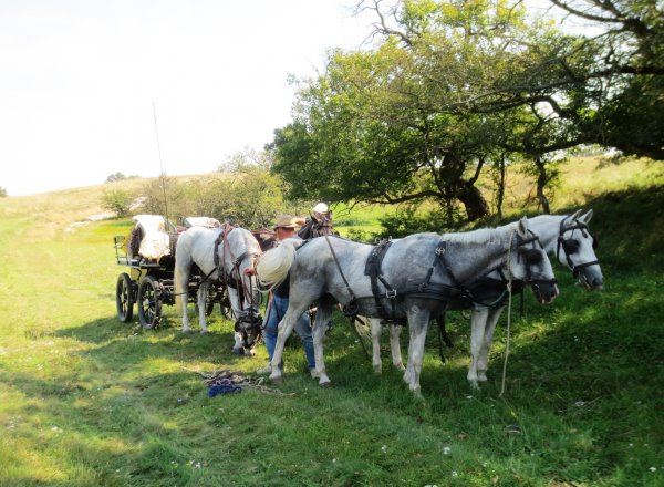Balaton-Vierspaenner bei der Mittagspause