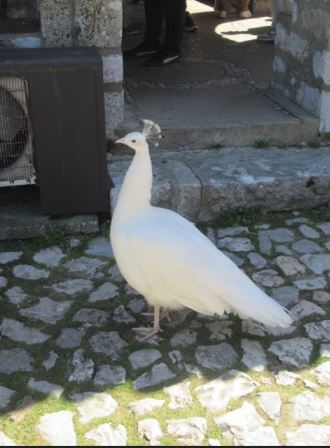 Pfau Kloster Sveti Naum Pfau Kloster Sveti Naum