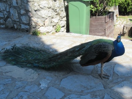 Pfau Kloster Sveti Naum Pfau Kloster Sveti Naum
