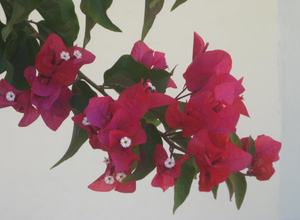 Bougainvillea