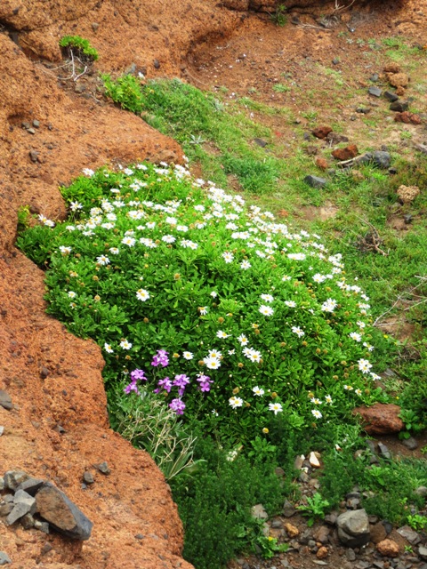 Ponta de Sao Lourenco