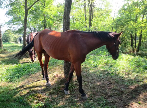 Capsula  2000  ungarisches Halbblut