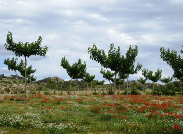 Caspe am Rio Ebro