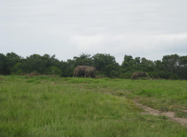 Elephant Sanctuary