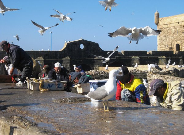 Essaouira Hafen-30