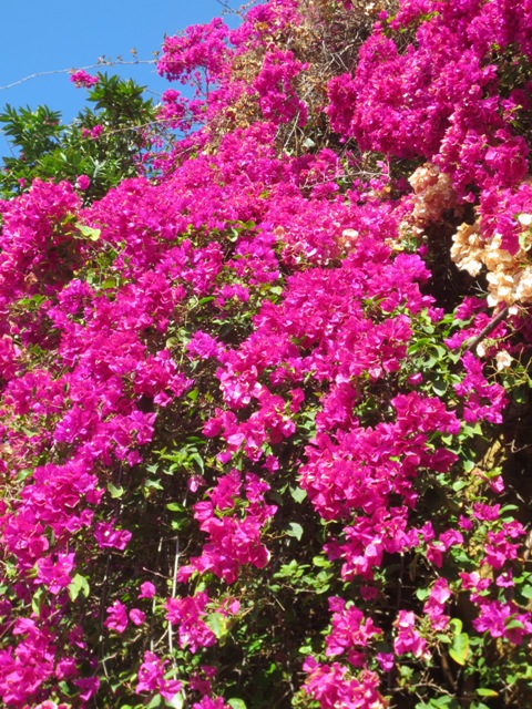 Bougainvillea