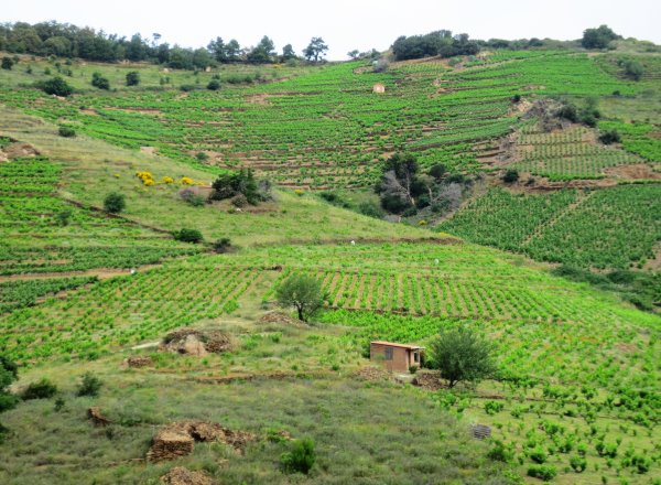 Wein im Roussillion Wein im Roussillion