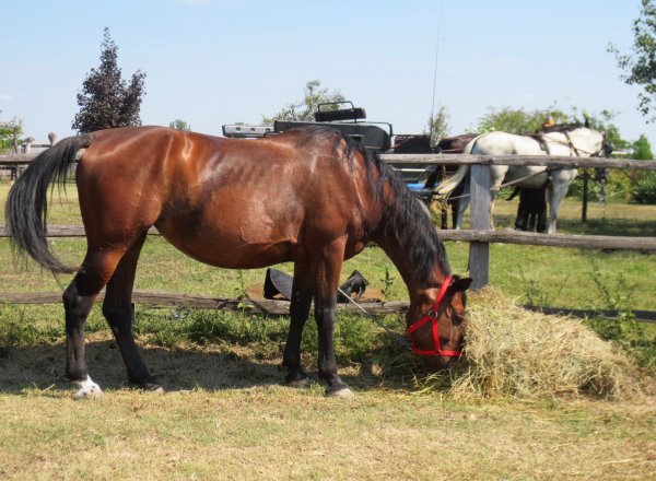 Mandula- 2006- ungarisches Halbblut