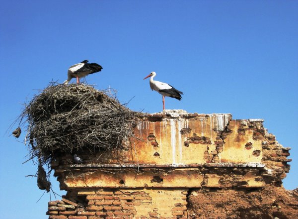 Marrakech Storch