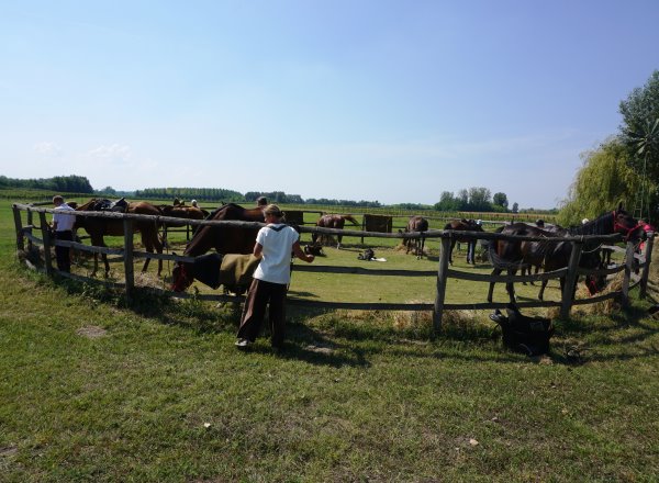 Mittagspause fuer die Pferde