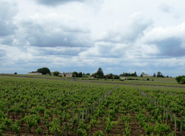 St Emilion 