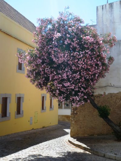 Tavira-Oleanderbaum