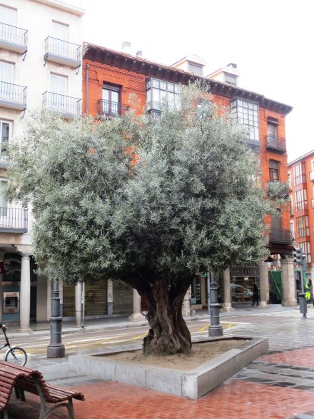 Valladolid Olivenbaum