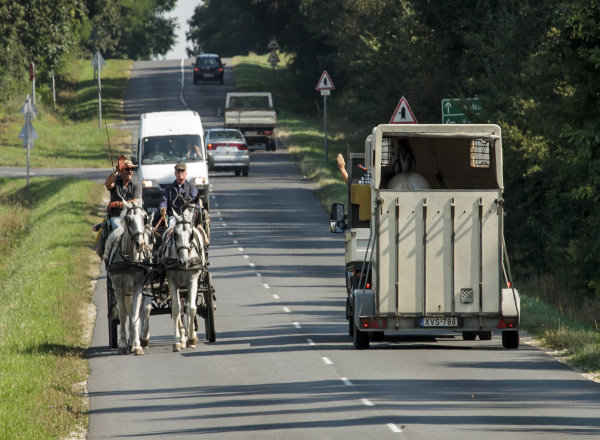 Vierspaennertraining 