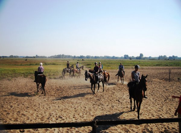 Warmreiten der Pferde