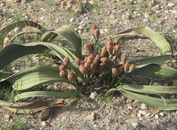 Welwitschia mirabilis