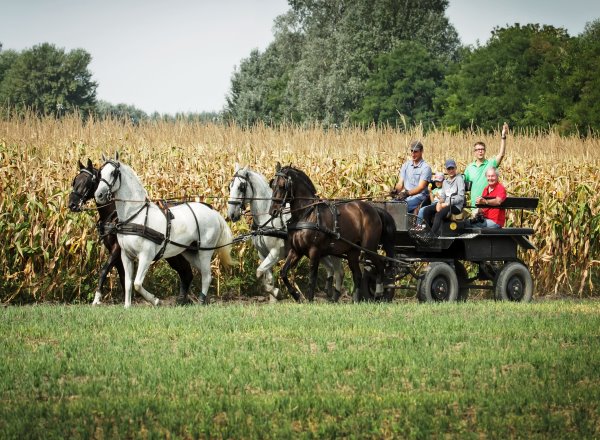 der Puszta-Vierspaenner